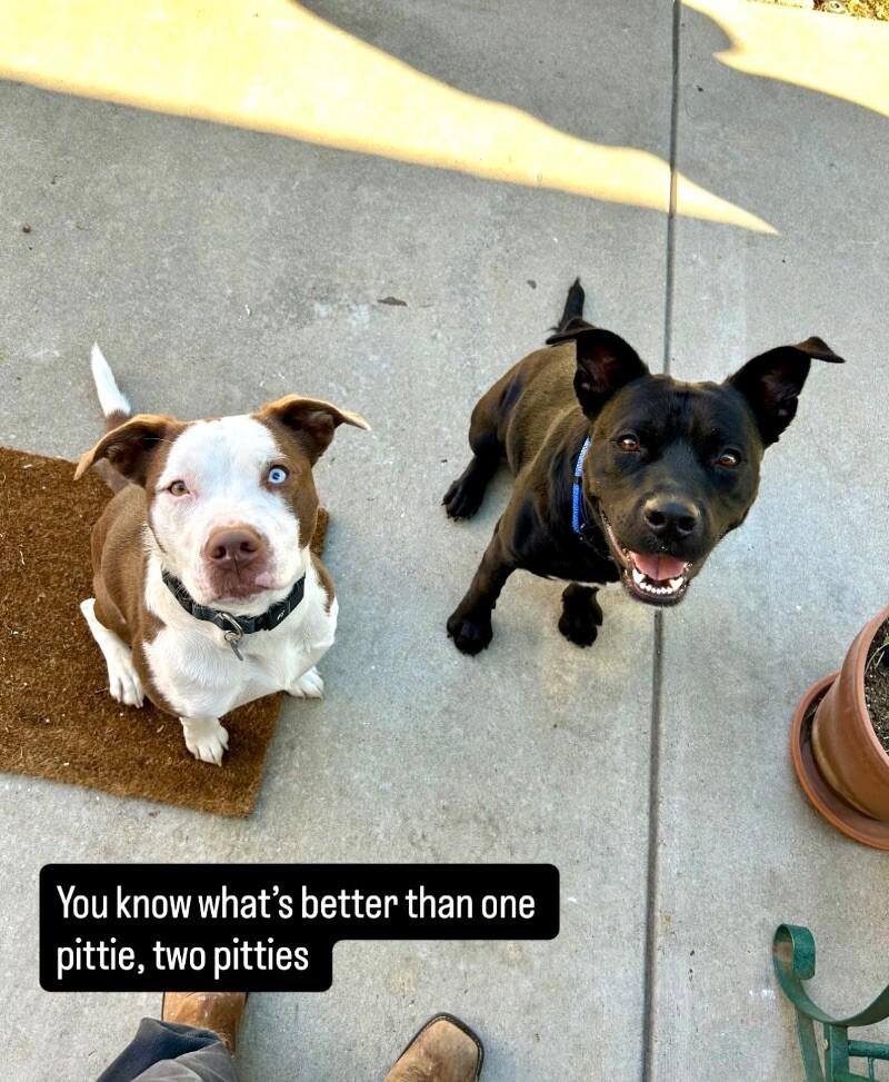 Blueberry, a Adoptable mixed breed in Boulder, CO image 3/4