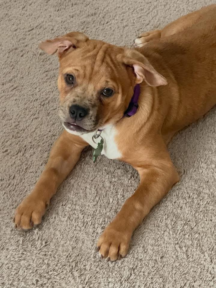 Enlarge Skittle , a ADOPTABLE mixed breed in Las Vegas, NV image 4/5