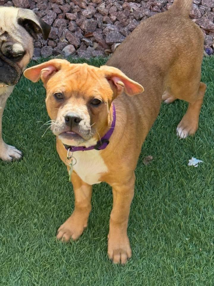 Enlarge Skittle , a ADOPTABLE mixed breed in Las Vegas, NV image 2/5