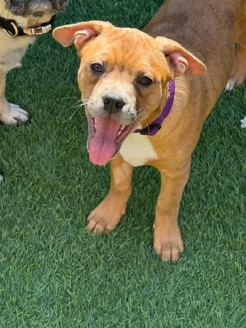 Enlarge Skittle , a ADOPTABLE mixed breed in Las Vegas, NV image 3/5