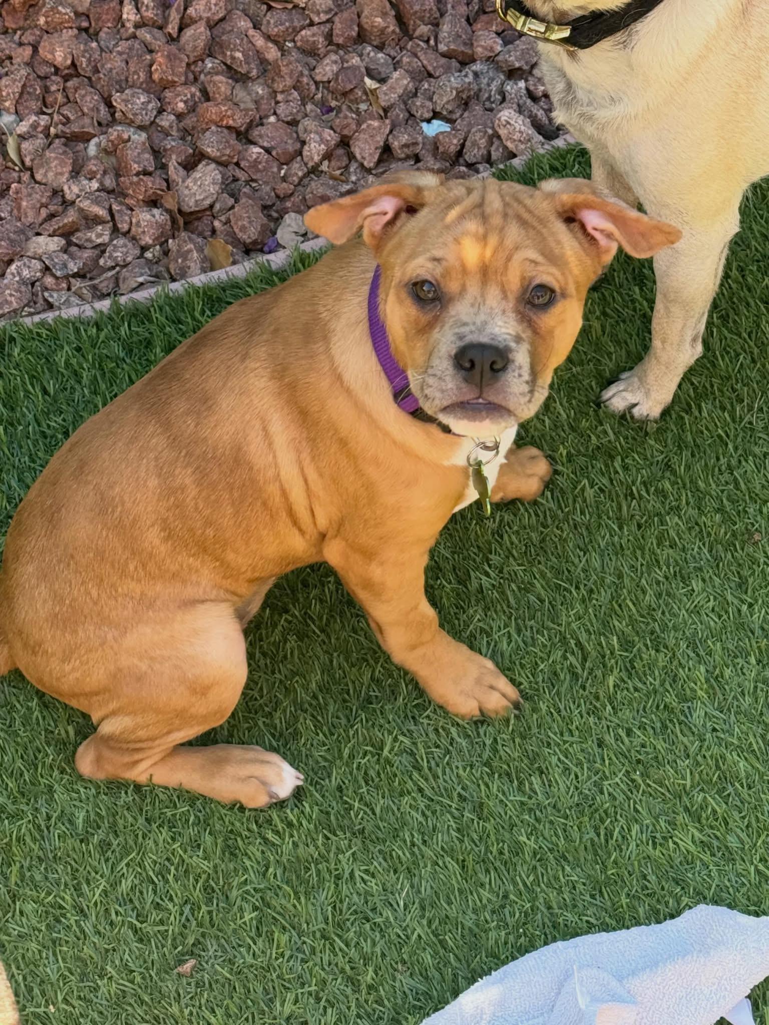 Enlarge Skittle , a ADOPTABLE mixed breed in Las Vegas, NV image 5/5