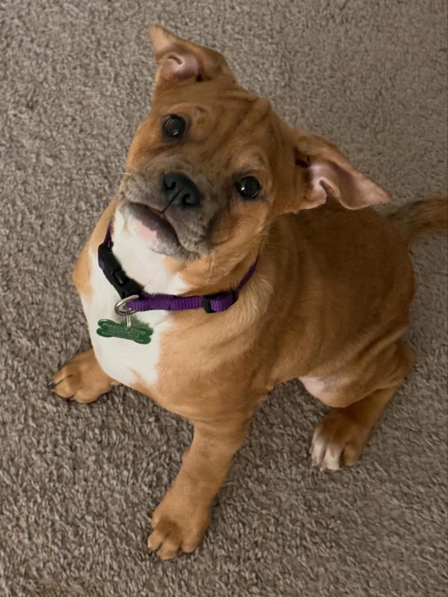 Skittle , ADOPTABLE, Puppy Female American Bully.