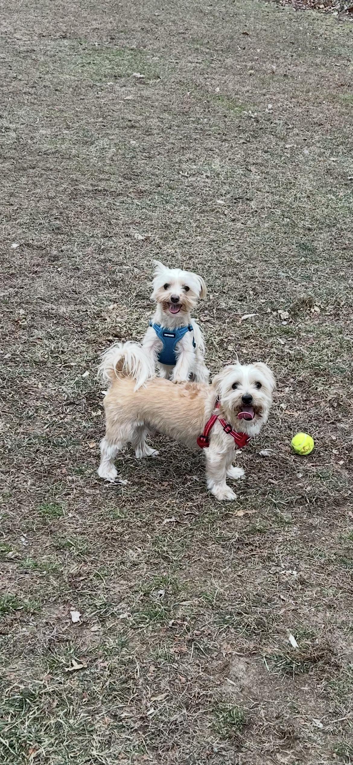 Teddy and Snuggy, adoptable, Adult Male Morkie.