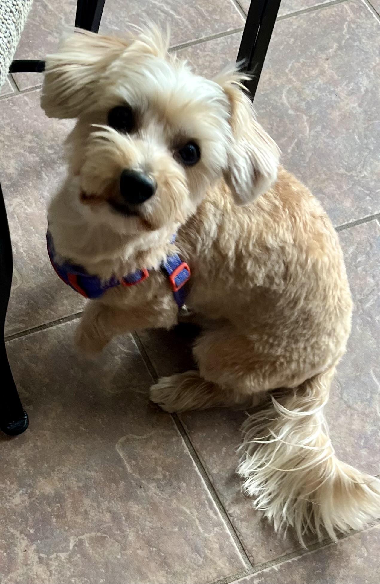 Teddy and Snuggy, an adoptable Morkie in Colchester, CT image 3/5