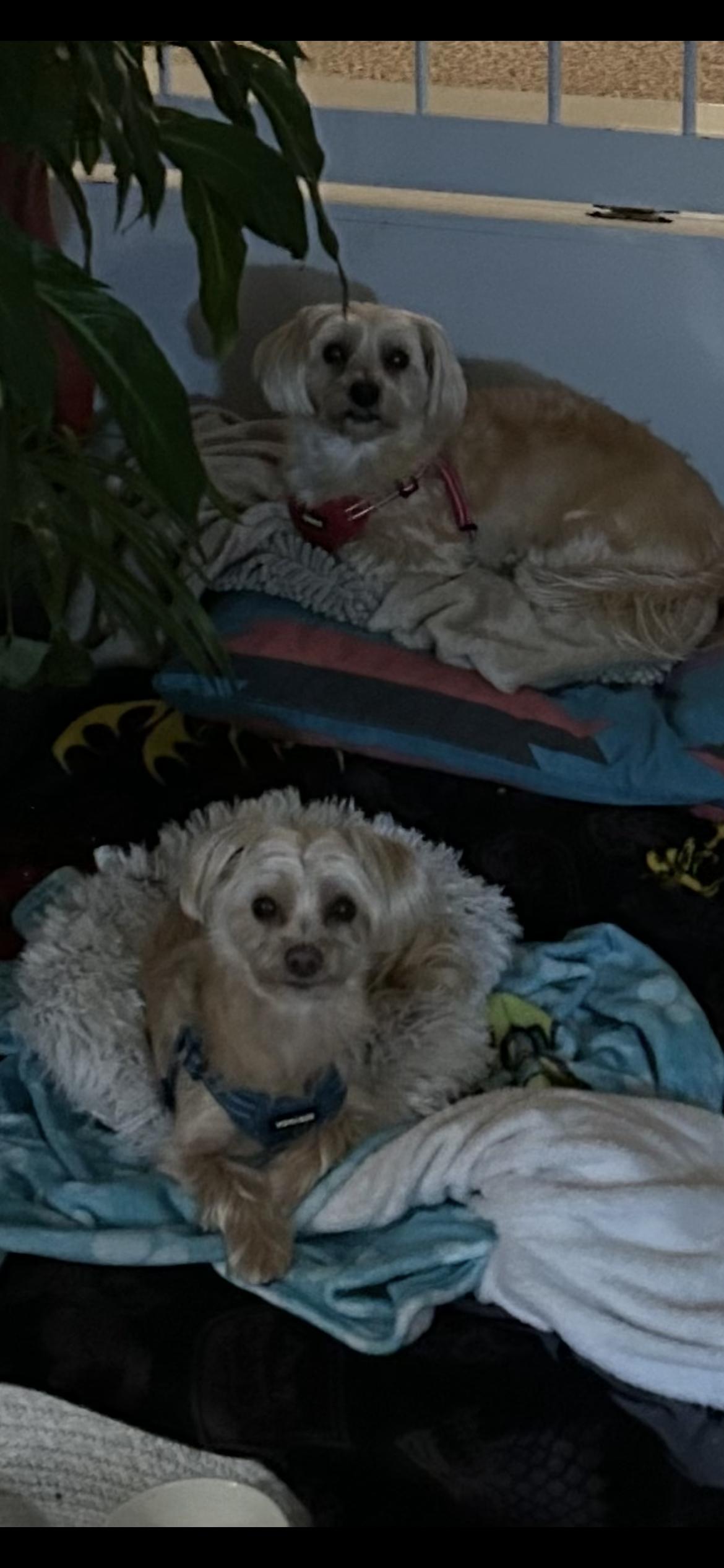 Teddy and Snuggy, an adoptable Morkie in Colchester, CT image 5/5