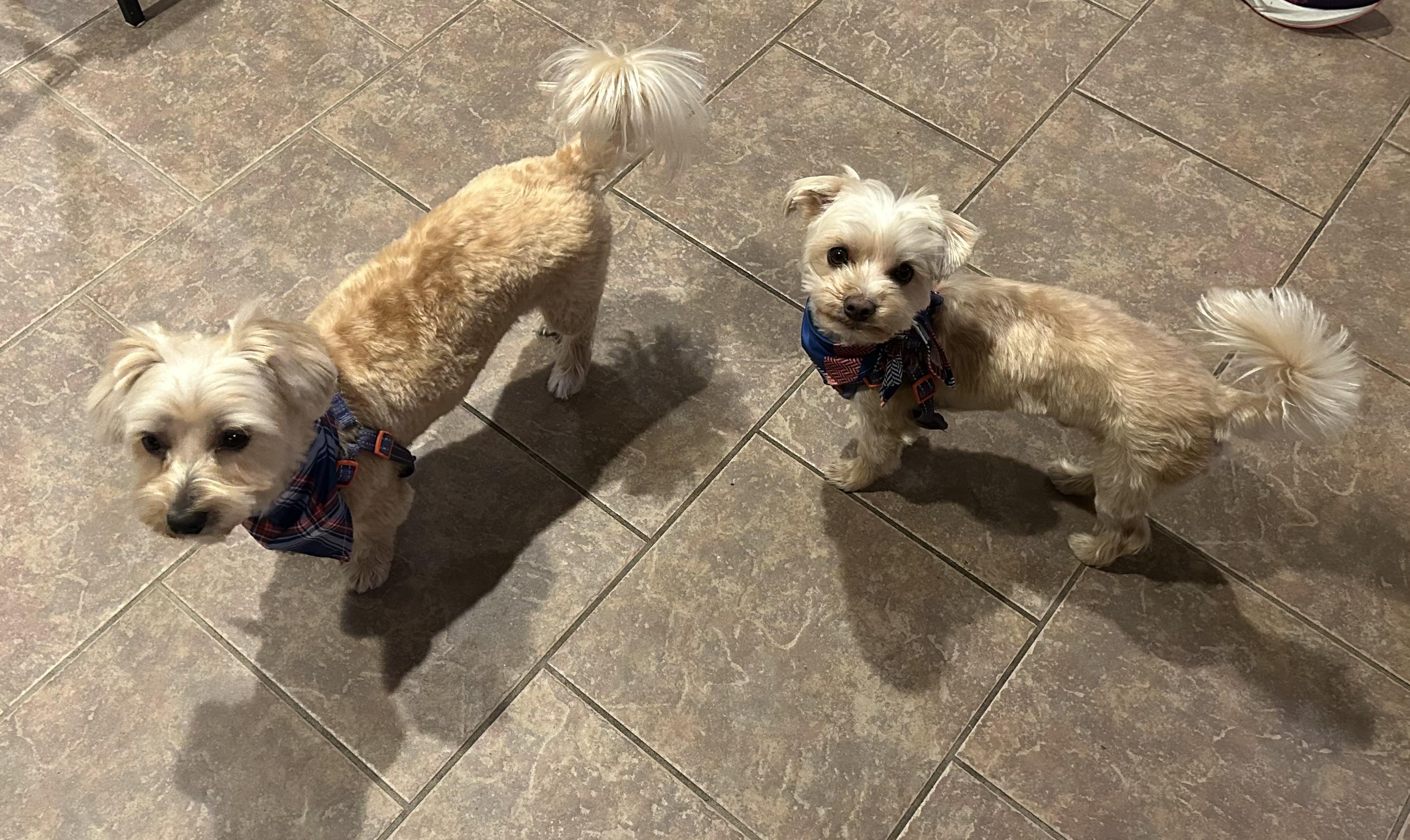 Teddy and Snuggy, an adoptable Morkie in Colchester, CT image 2/5