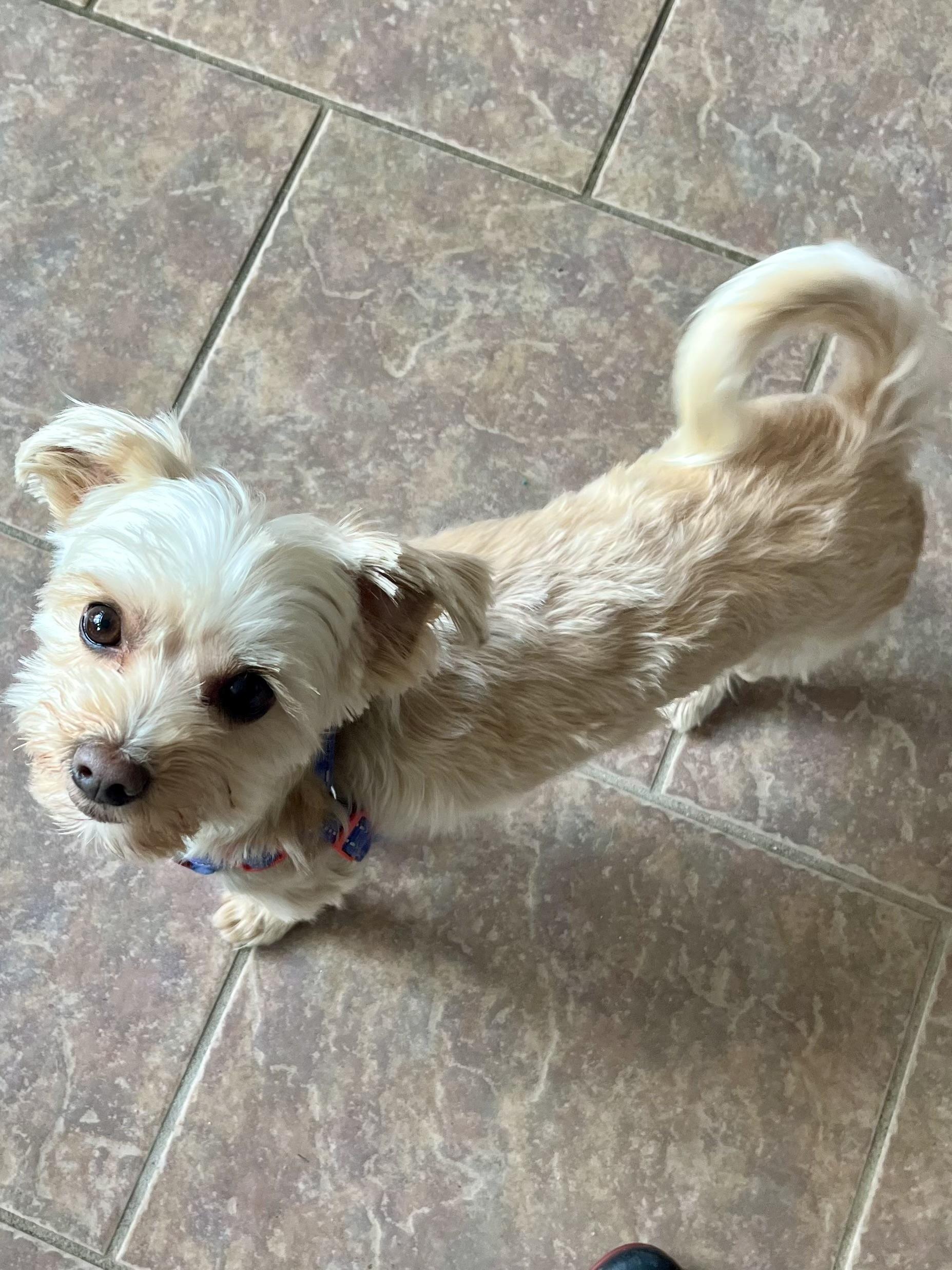 Teddy and Snuggy, an adoptable Morkie in Colchester, CT image 4/5