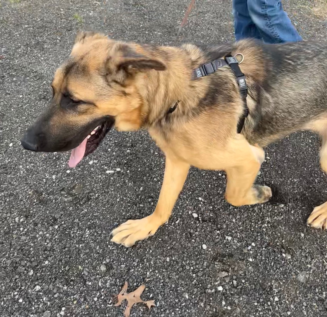 Sarge photo 5