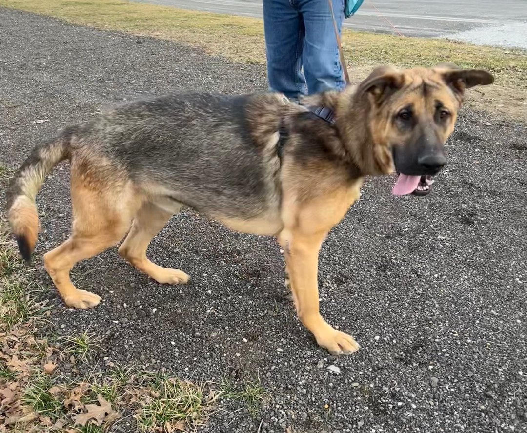 Sarge photo 6