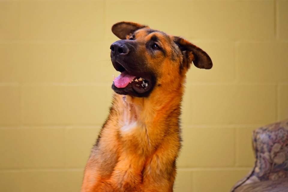 Sarge photo 4