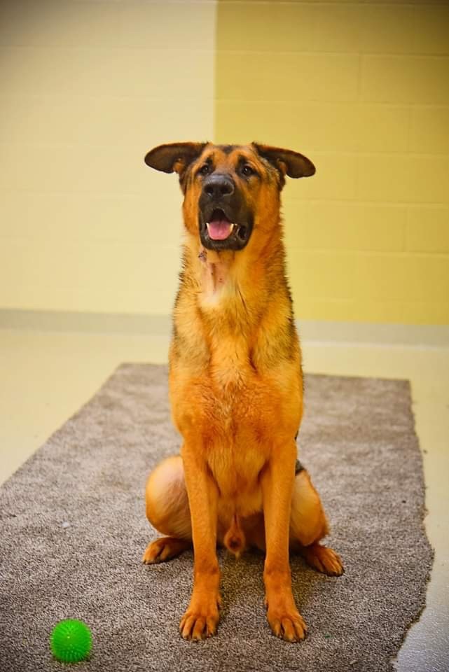 Sarge photo 3