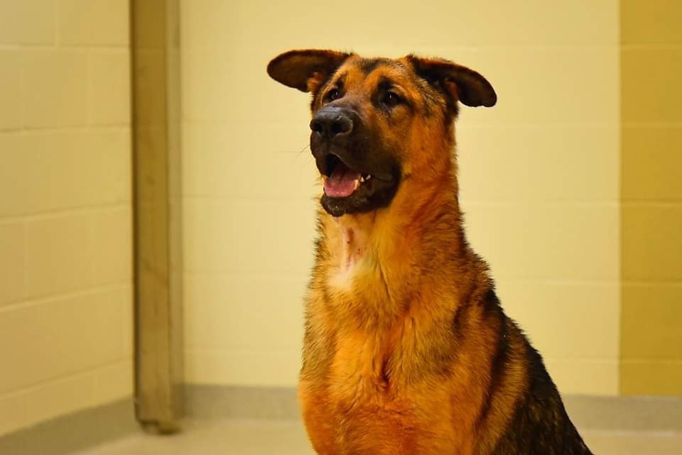 Sarge photo 2