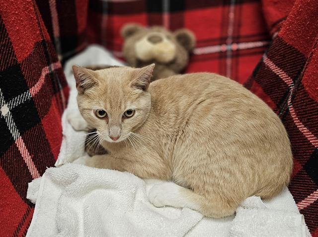 TIMBER, Adoptable, Kitten Male Domestic Short Hair.