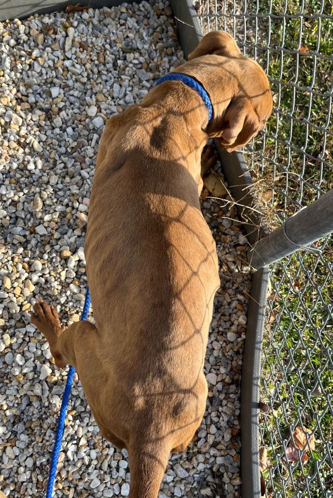 25-681 Russet, a Adoptable Pit Bull Terrier in Tarboro, NC image 1/3