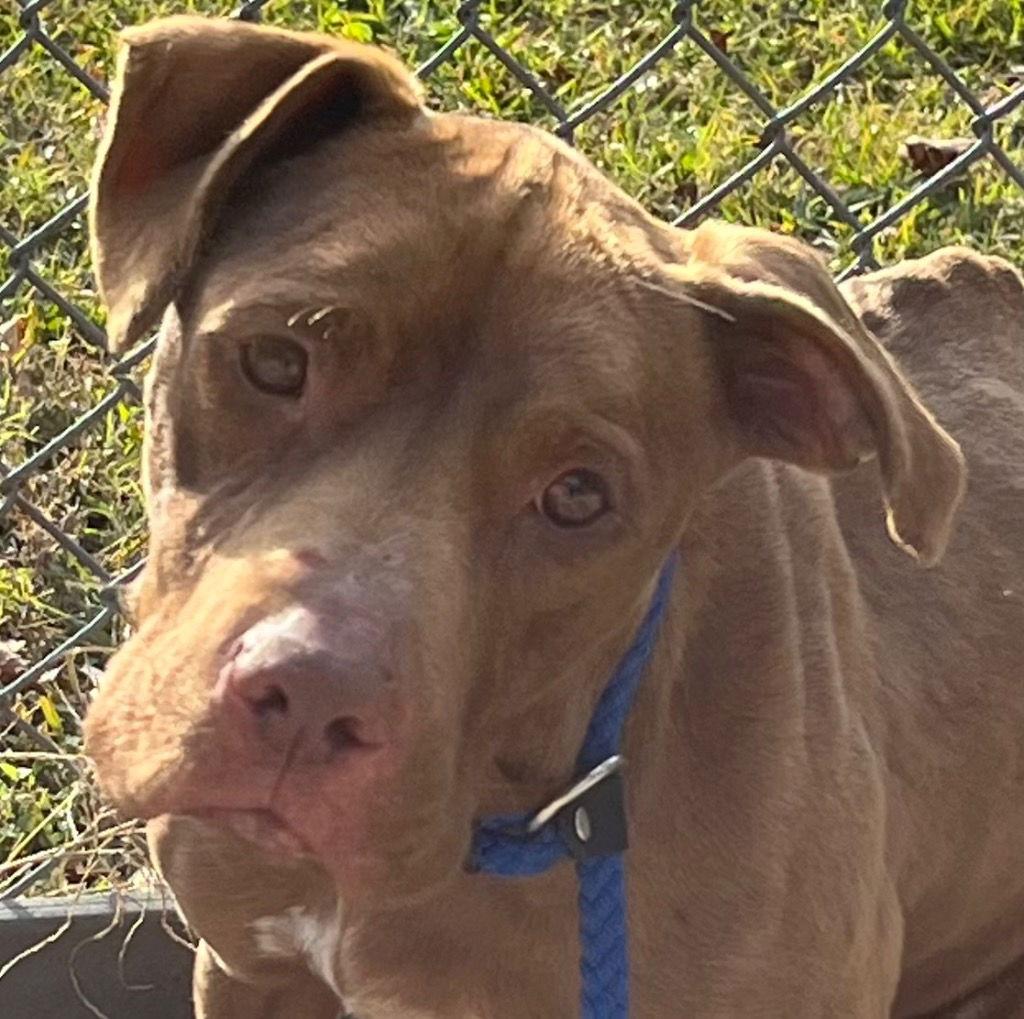 25-681 Russet, a Adoptable Pit Bull Terrier in Tarboro, NC image 2/3