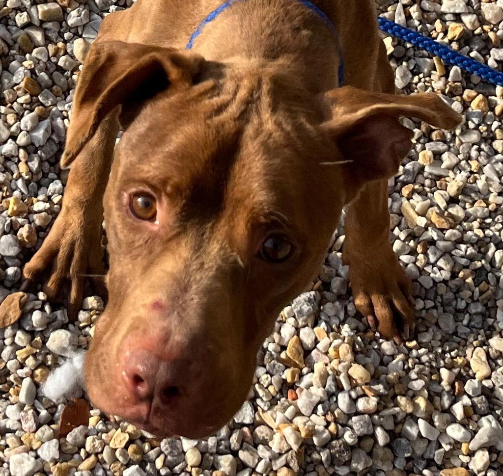 25-681 Russet, a Adoptable Pit Bull Terrier in Tarboro, NC image 3/3