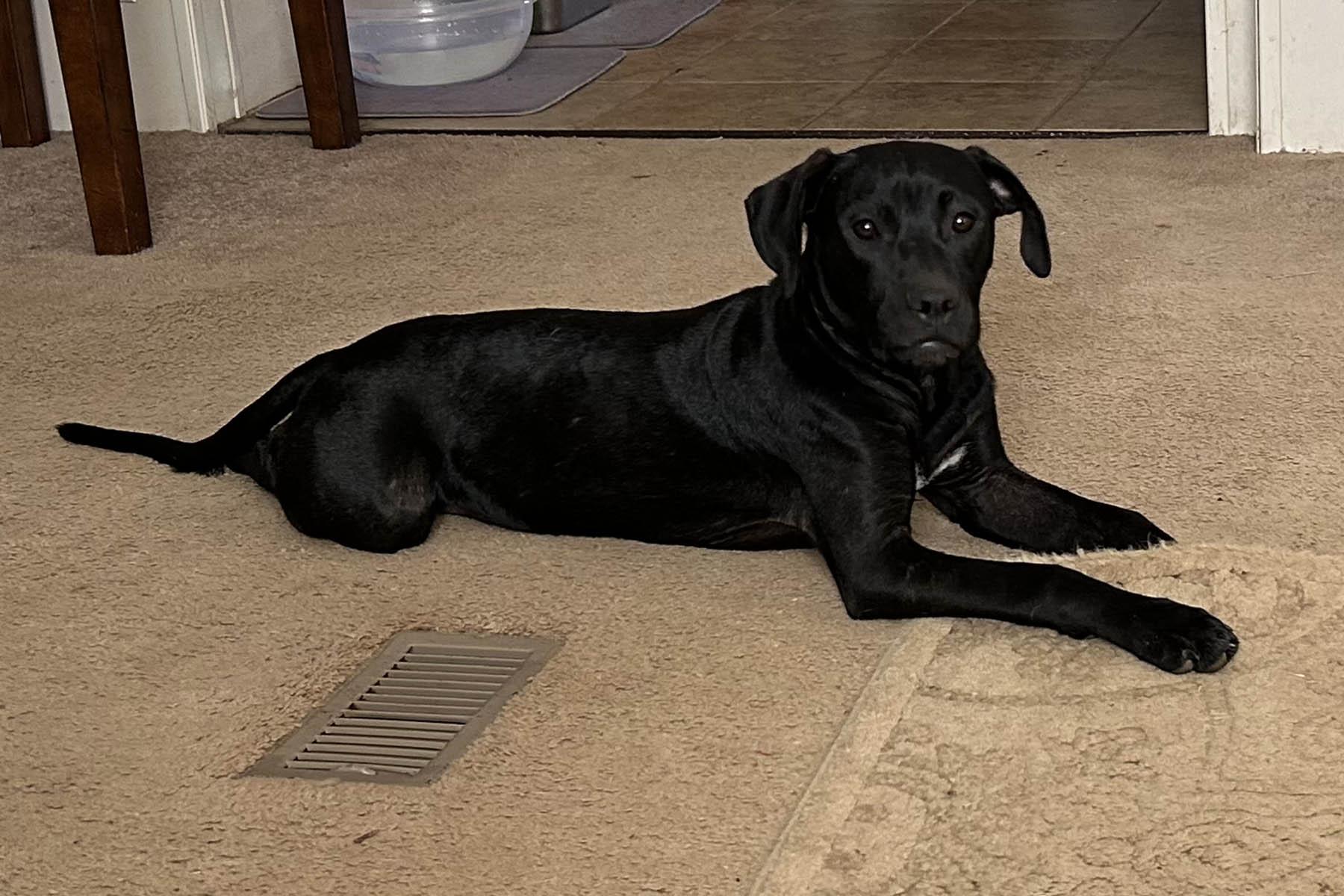 Stallone thumbnail 2