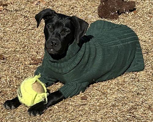 Stallone thumbnail 4