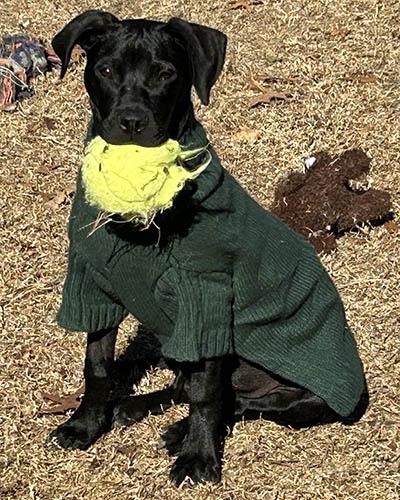 Stallone thumbnail 5