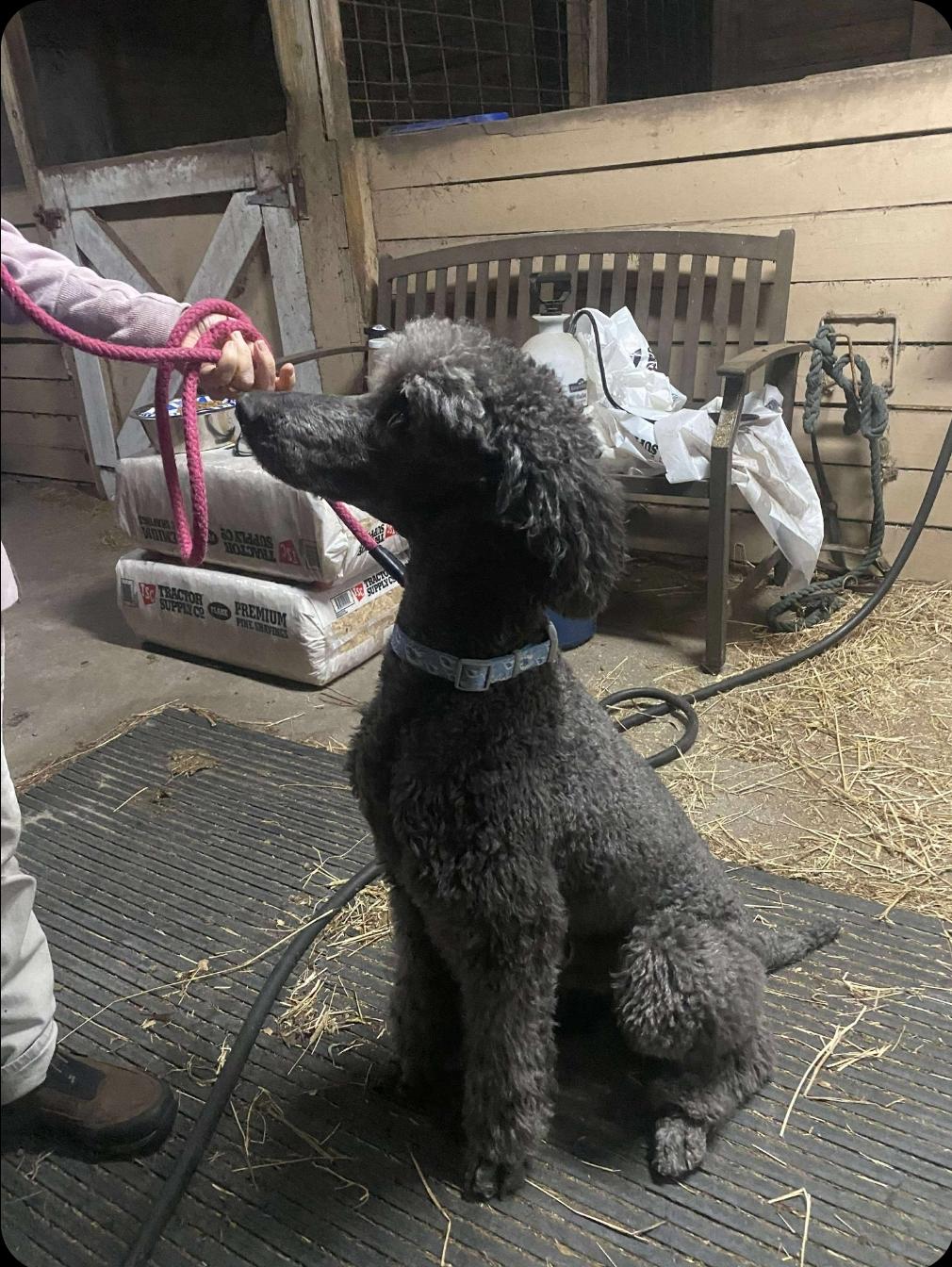 Remy (fka Gandalf), Adopted, Adult Male Standard Poodle.