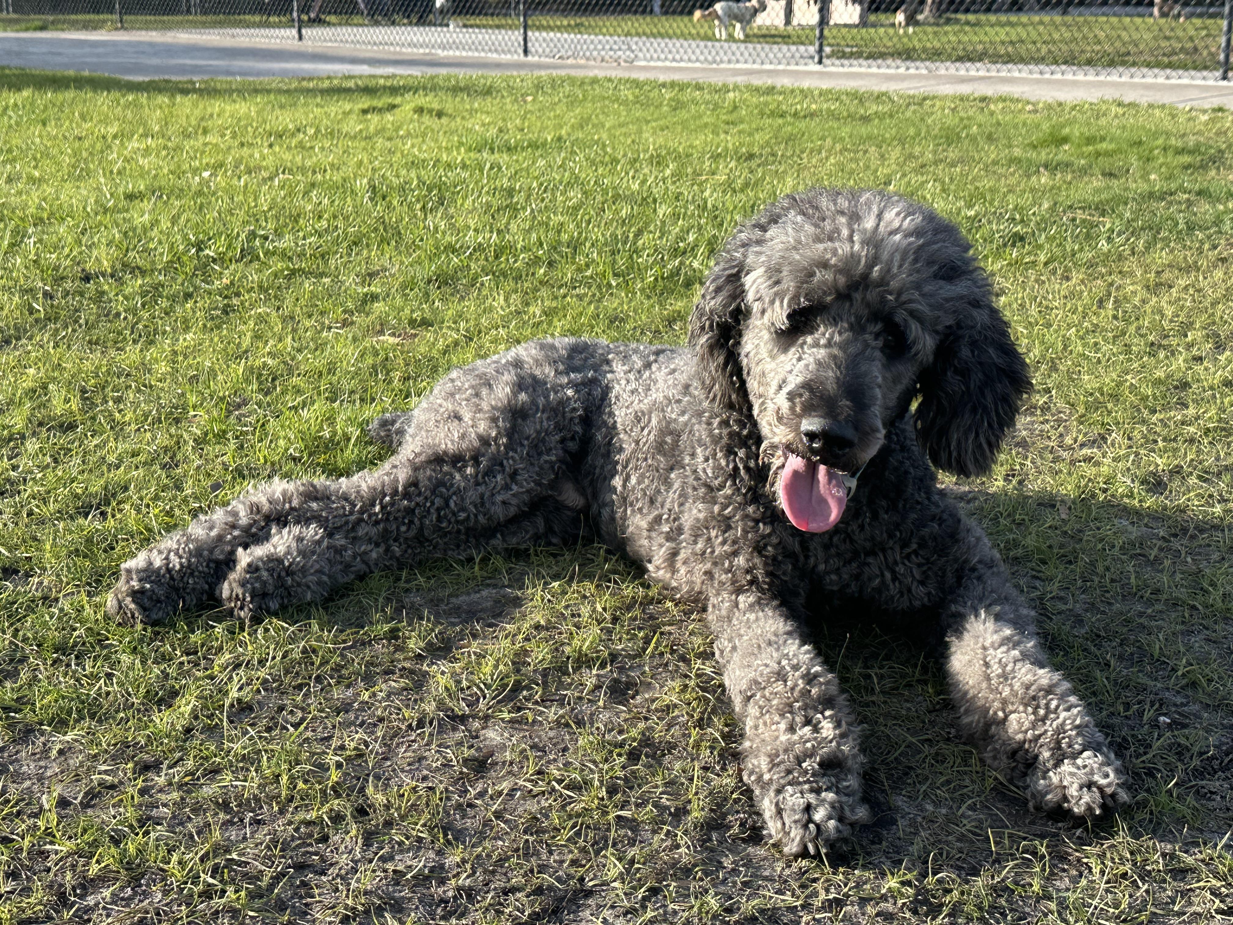 Enlarge Remy (fka Gandalf), a Adopted Standard Poodle in Parrish, FL image 2/6