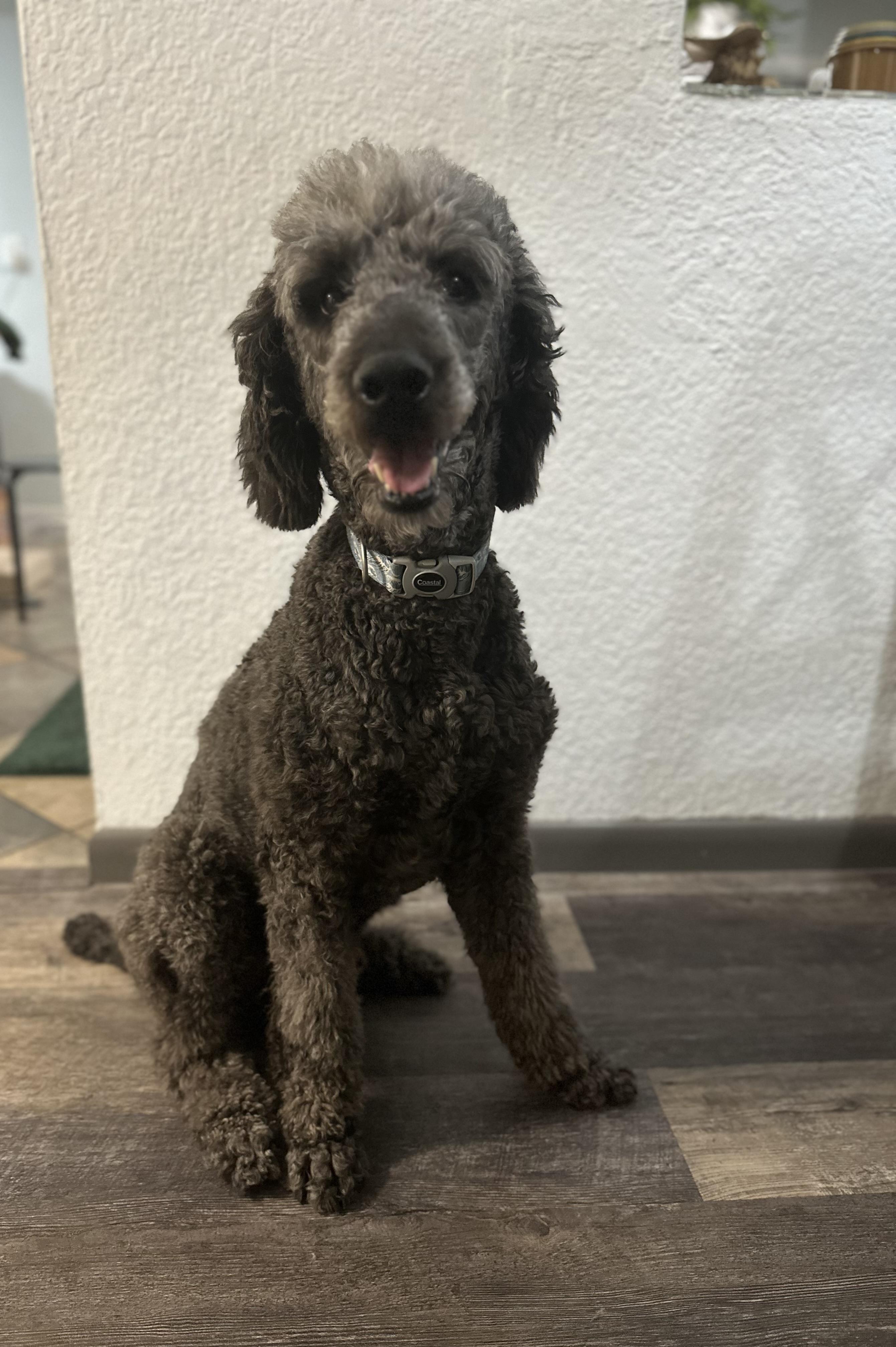 Enlarge Remy (fka Gandalf), a Adopted Standard Poodle in Parrish, FL image 3/6