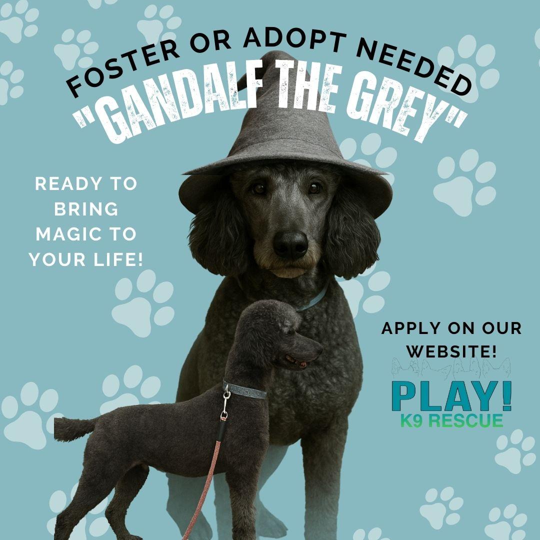 Enlarge Remy (fka Gandalf), a Adopted Standard Poodle in Parrish, FL image 3/6