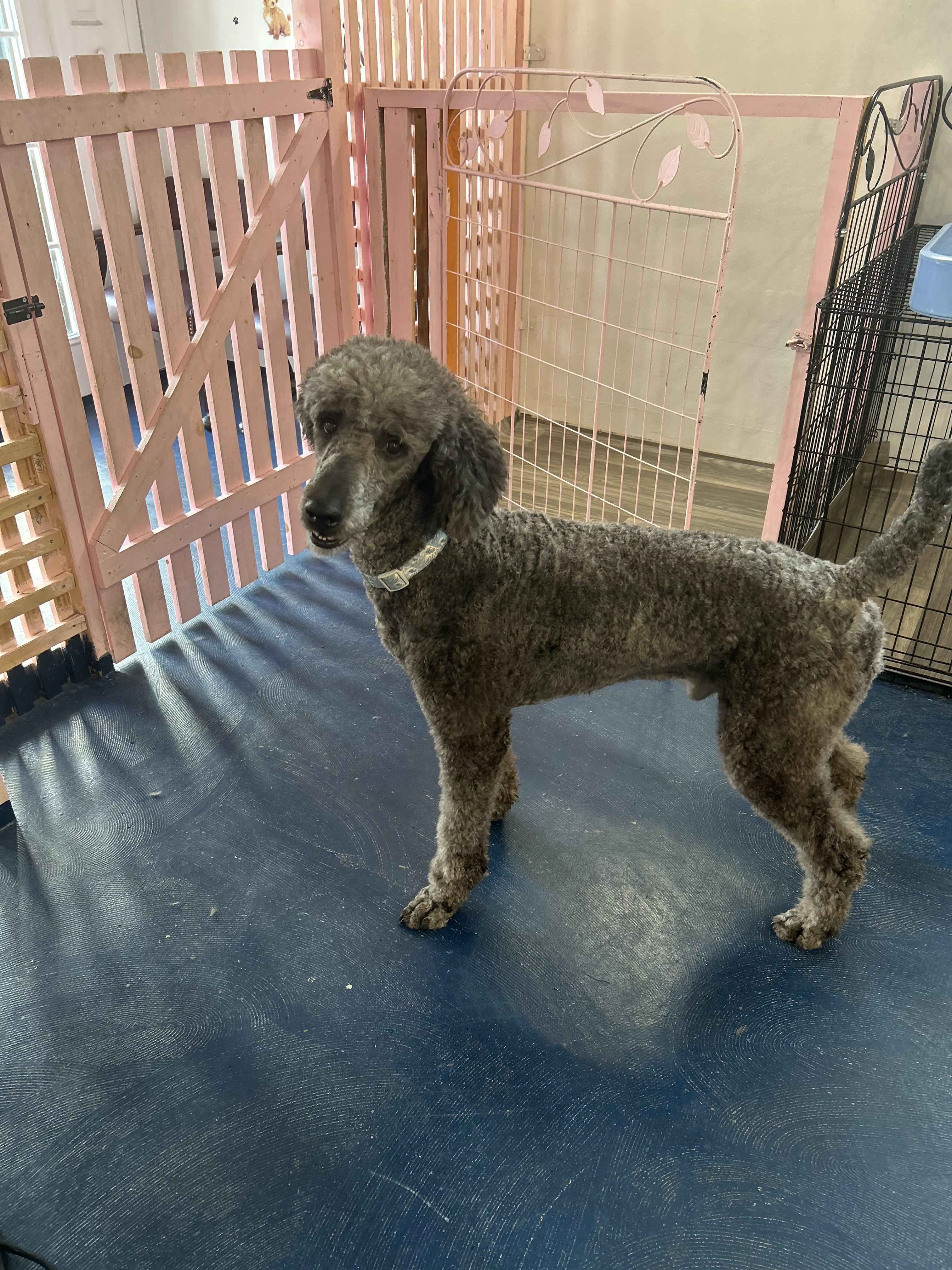 Enlarge Remy (fka Gandalf), a Adopted Standard Poodle in Parrish, FL image 5/6