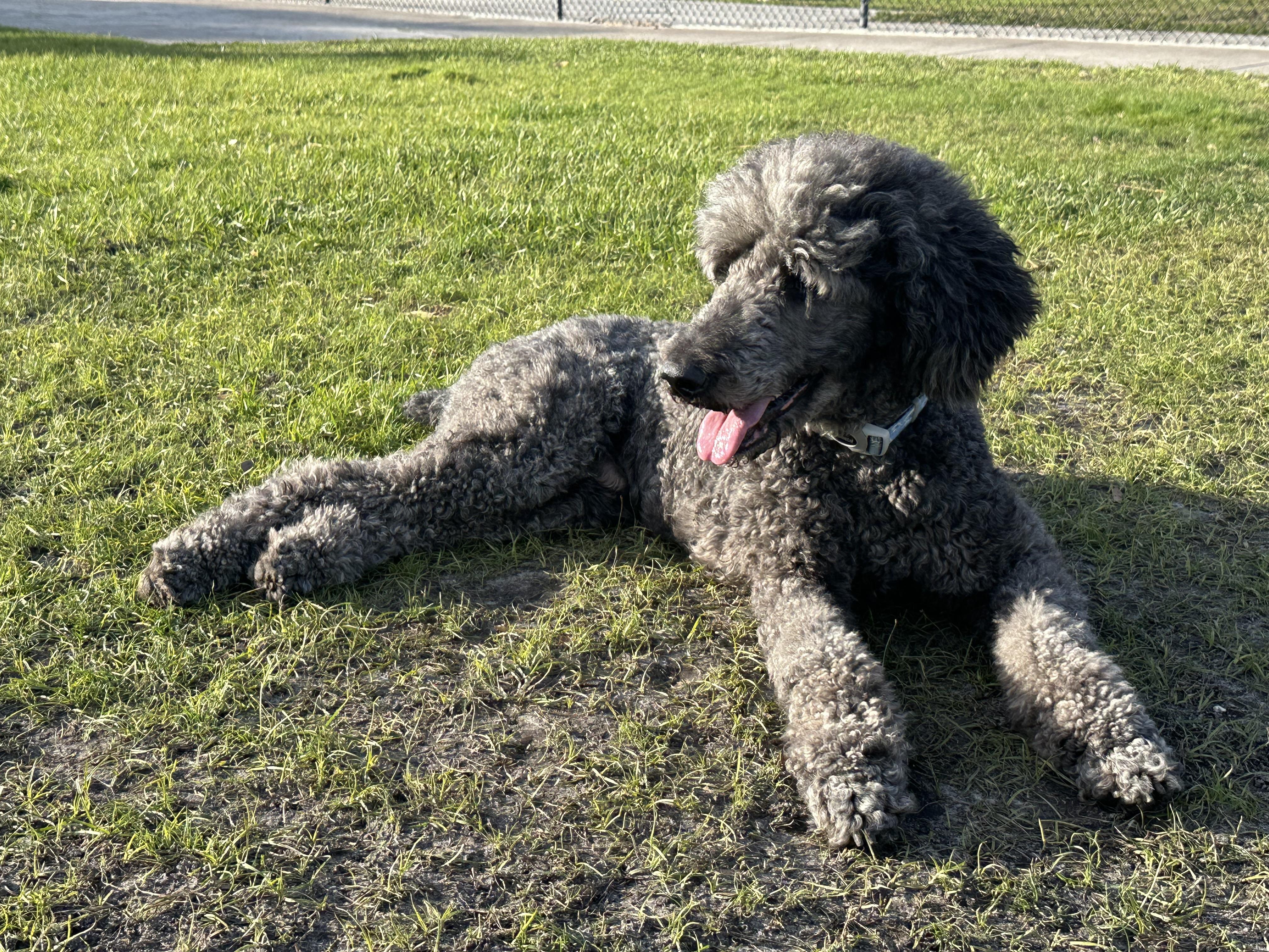 Enlarge Remy (fka Gandalf), a Adopted Standard Poodle in Parrish, FL image 6/6