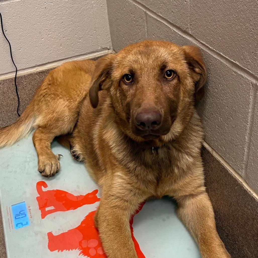 Ruby, Adoptable, Young Female Shepherd.