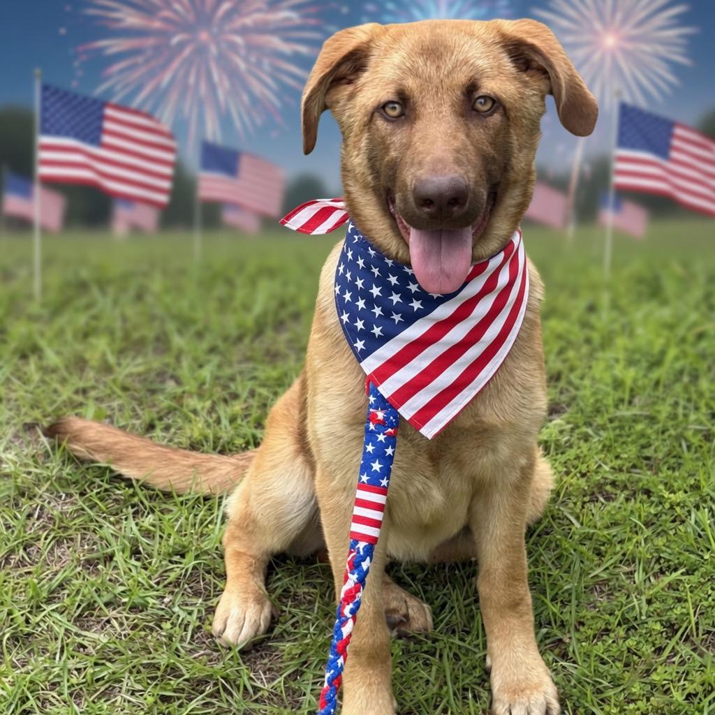 Ruby, a Adoptable Shepherd in Hinesville, GA image 2/3