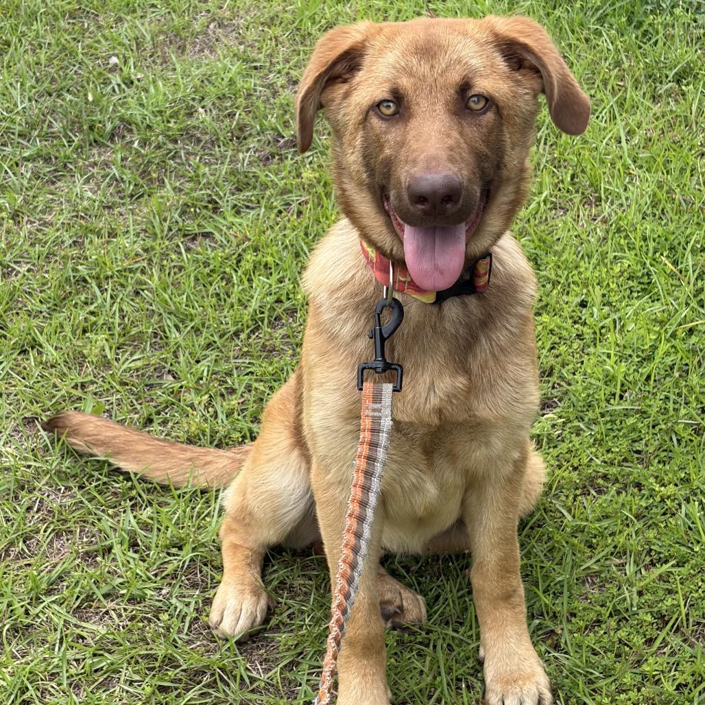 Ruby, a Adoptable Shepherd in Hinesville, GA image 3/3