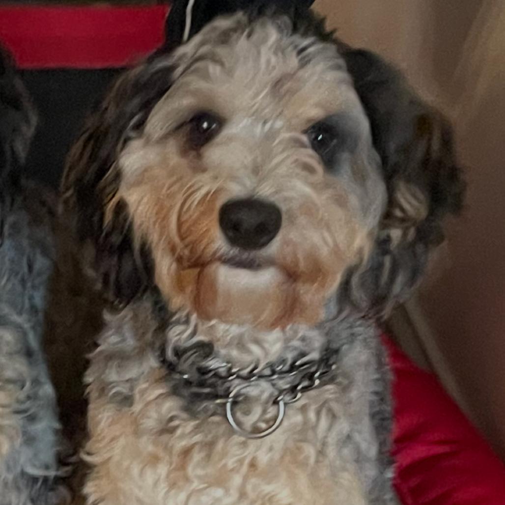 Enlarge Ollie - Home to Home, a Adoptable mixed breed in South Elgin, IL image 2/6