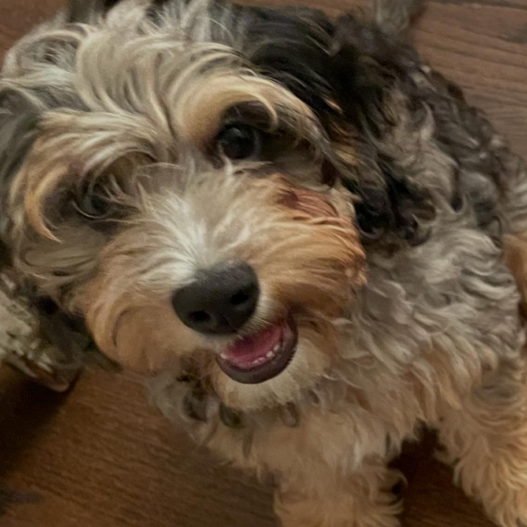 Enlarge Ollie - Home to Home, a Adoptable mixed breed in South Elgin, IL image 6/6