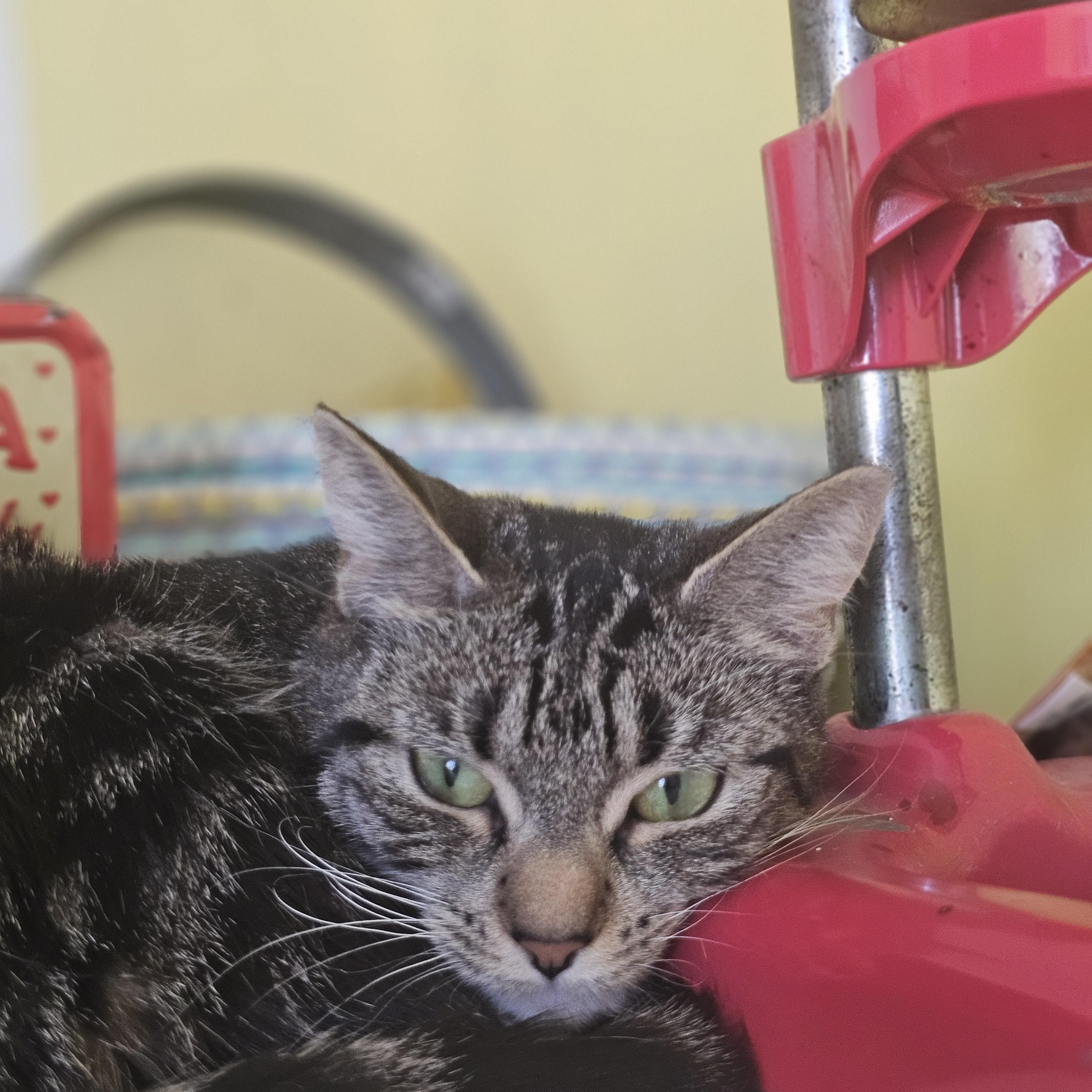 Linda, Young Female American Shorthair