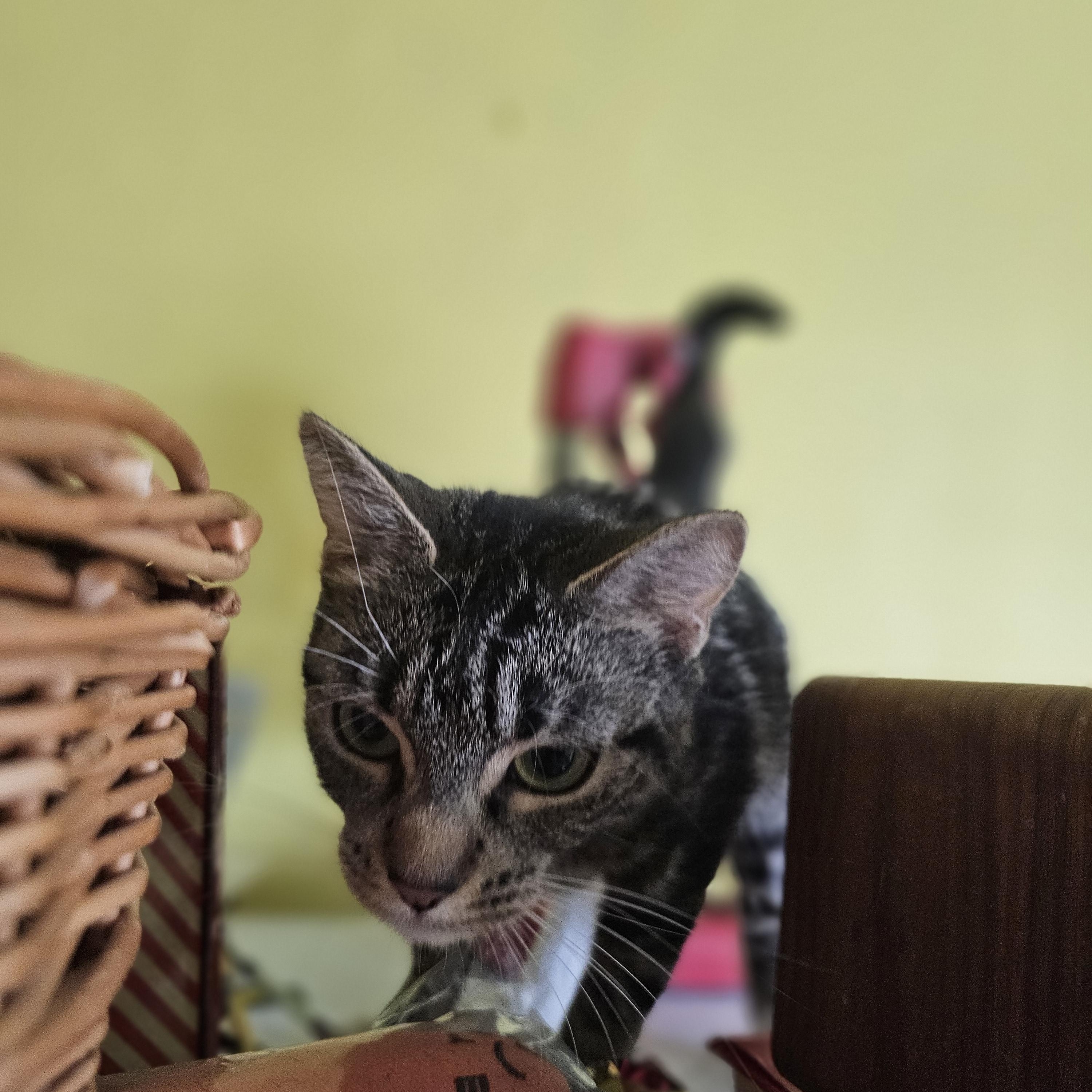 Enlarge Linda, a Adoptable mixed breed in Brooklyn, NY image 3/3