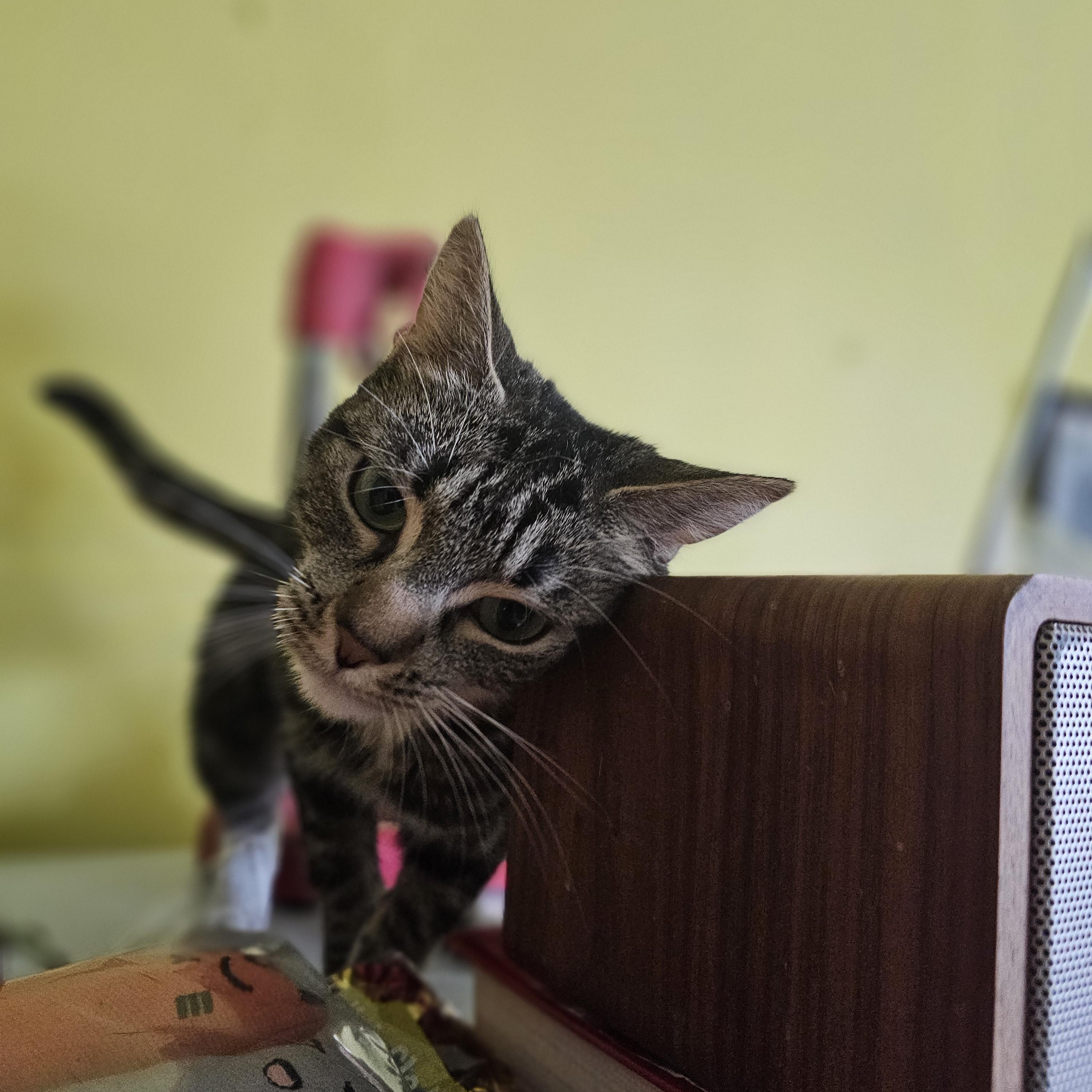 Enlarge Linda, a Adoptable mixed breed in Brooklyn, NY image 2/3