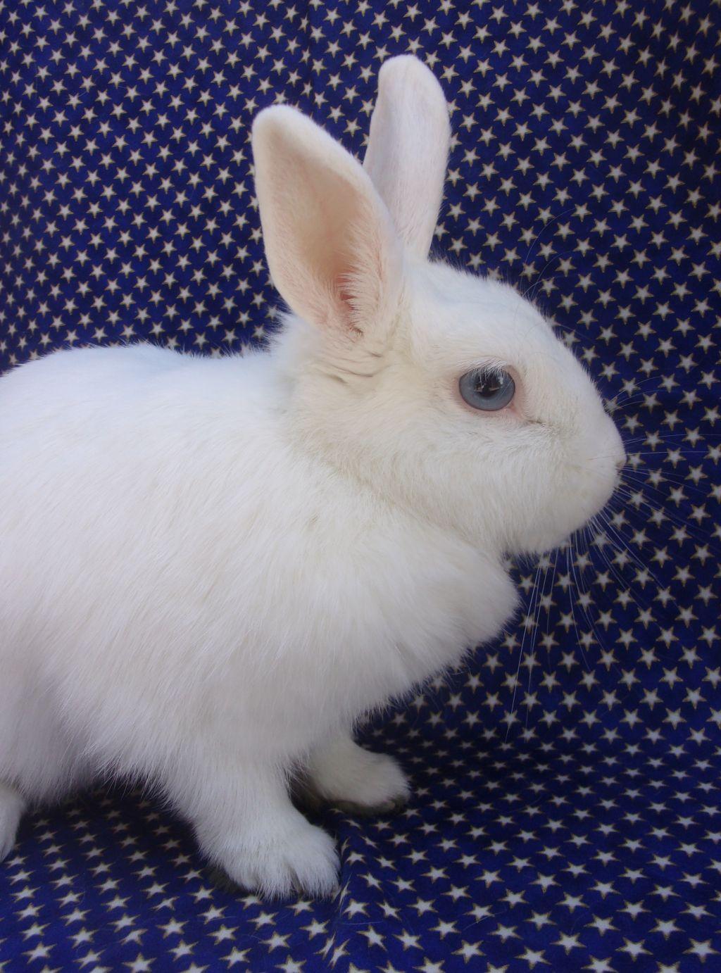 Enlarge Hannah Banana, an adoptable mixed breed in Goleta, CA image 1/4