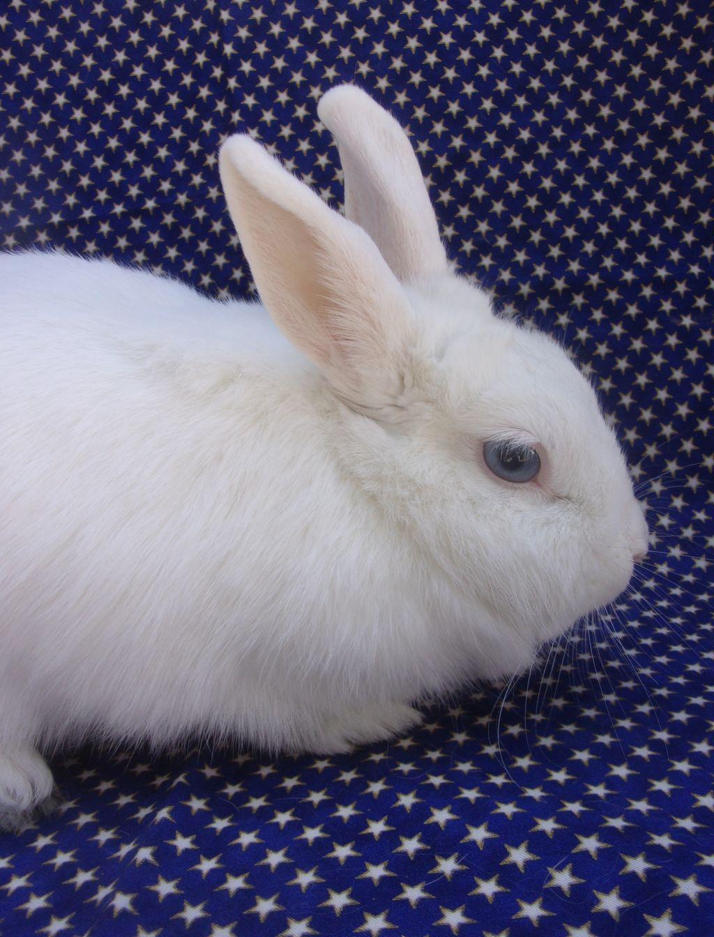 Hannah Banana, adoptable, Adult Female Florida White.