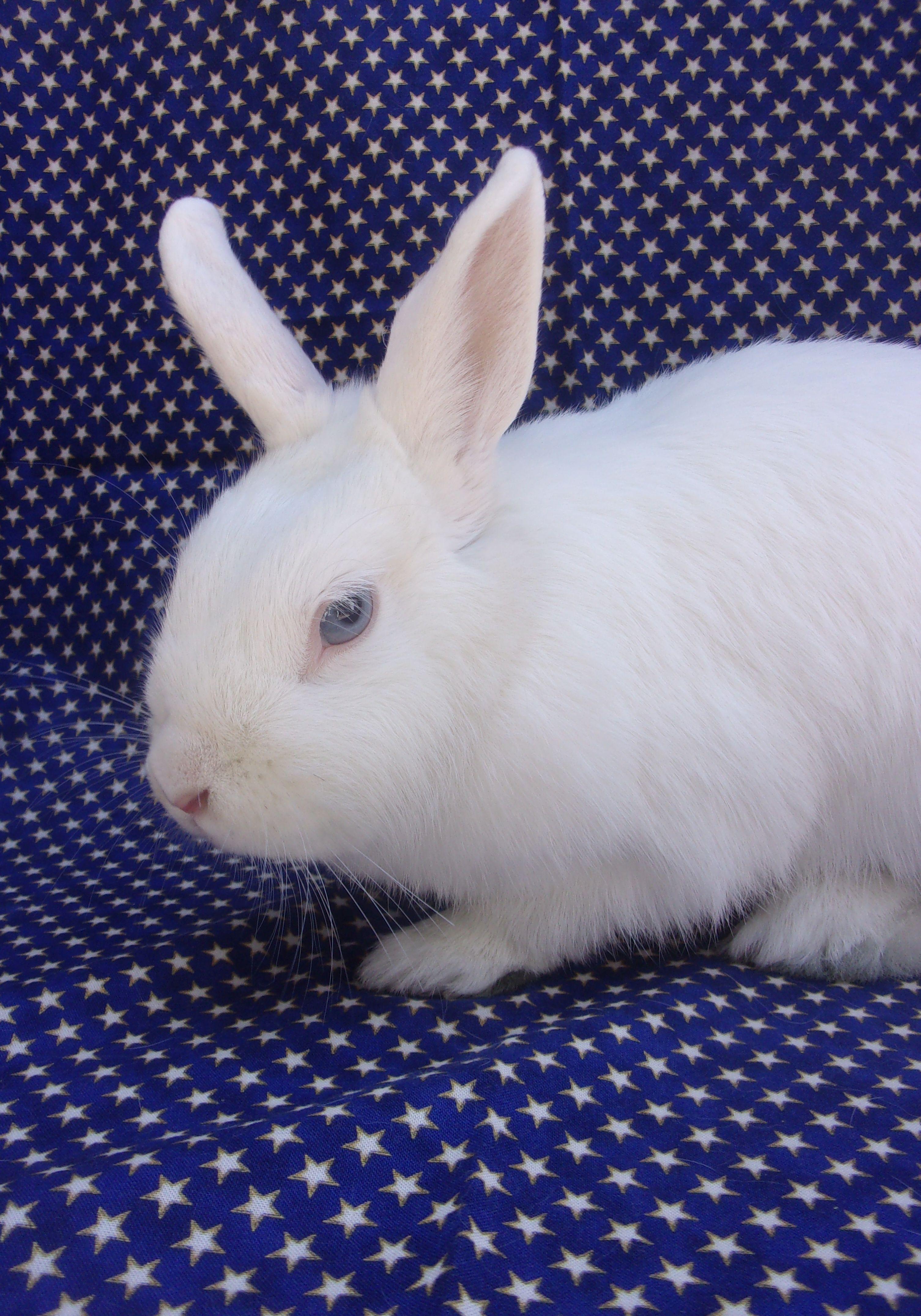 Enlarge Hannah Banana, an adoptable mixed breed in Goleta, CA image 3/4