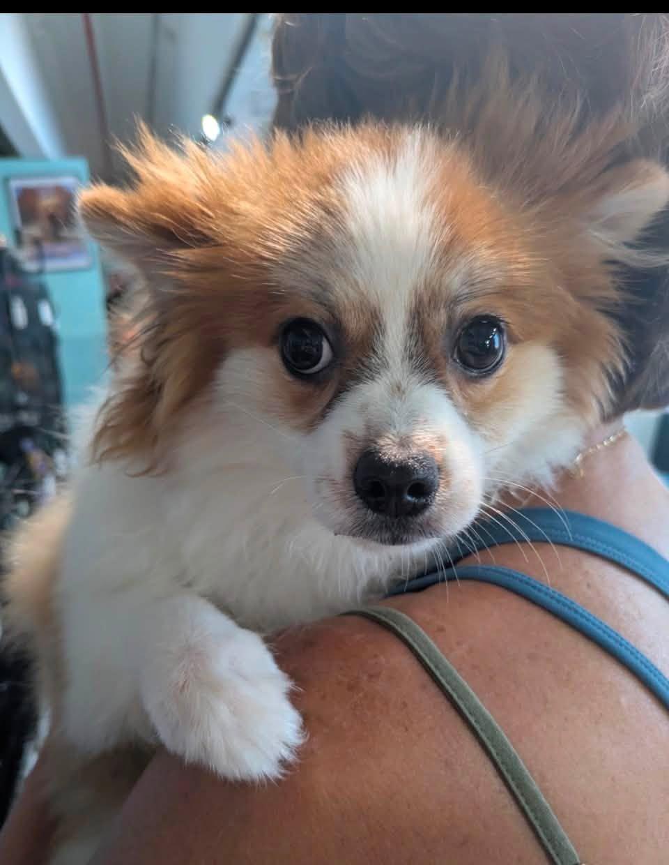 Messi, an adopted Pomeranian in Glendale, NY image 2/2