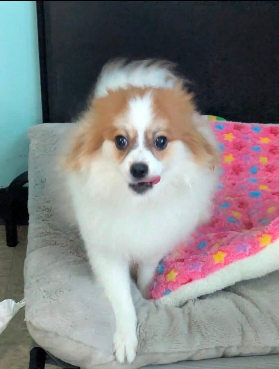 Messi, adopted, Puppy Male Pomeranian.