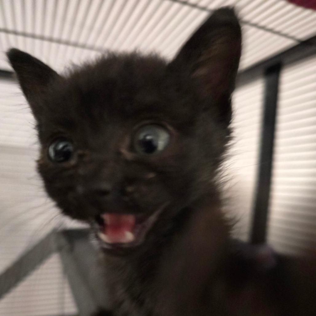 Enlarge Chad Crunchwrap, a Adoptable Domestic Medium Hair in Clarksville, AR image 1/2