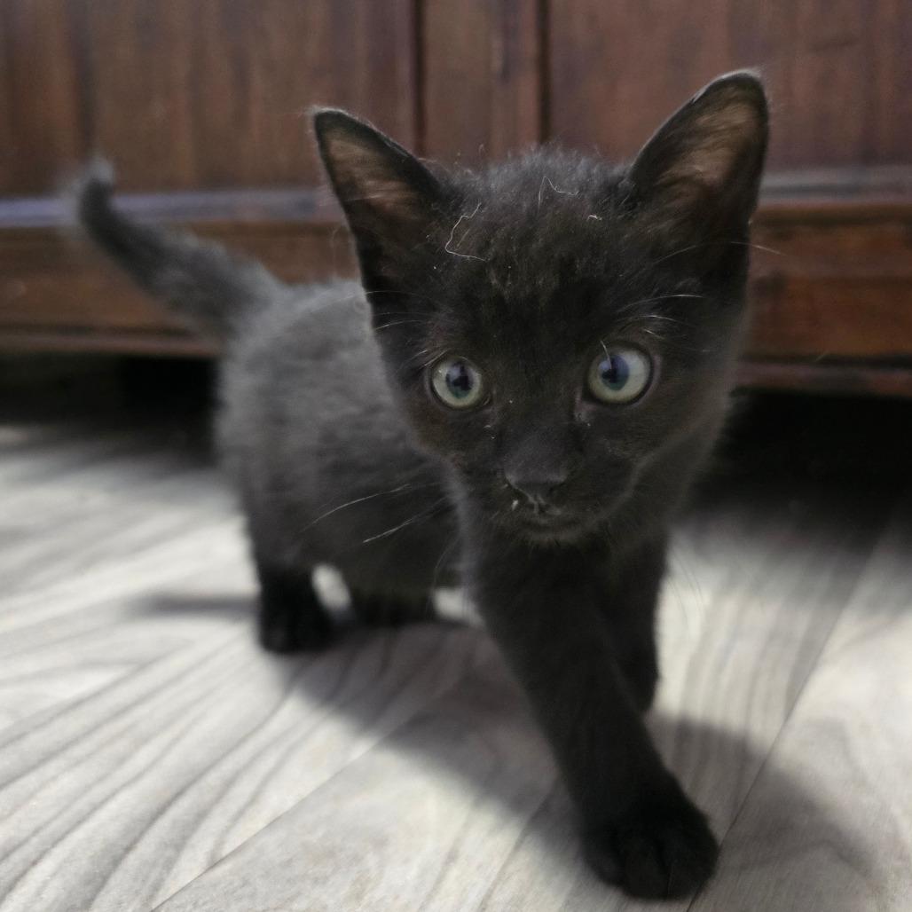 Enlarge Chad Crunchwrap, a Adoptable Domestic Medium Hair in Clarksville, AR image 2/2