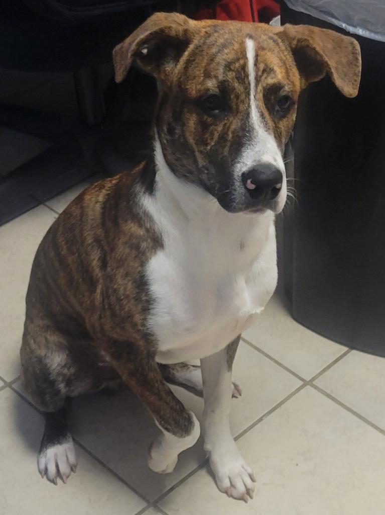 Enlarge Jasper, a Adoptable mixed breed in Hammond, LA image 1/1