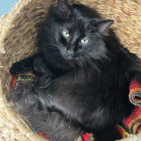 Enlarge Sirius Black, a ADOPTABLE mixed breed in Bryan, OH image 3/3