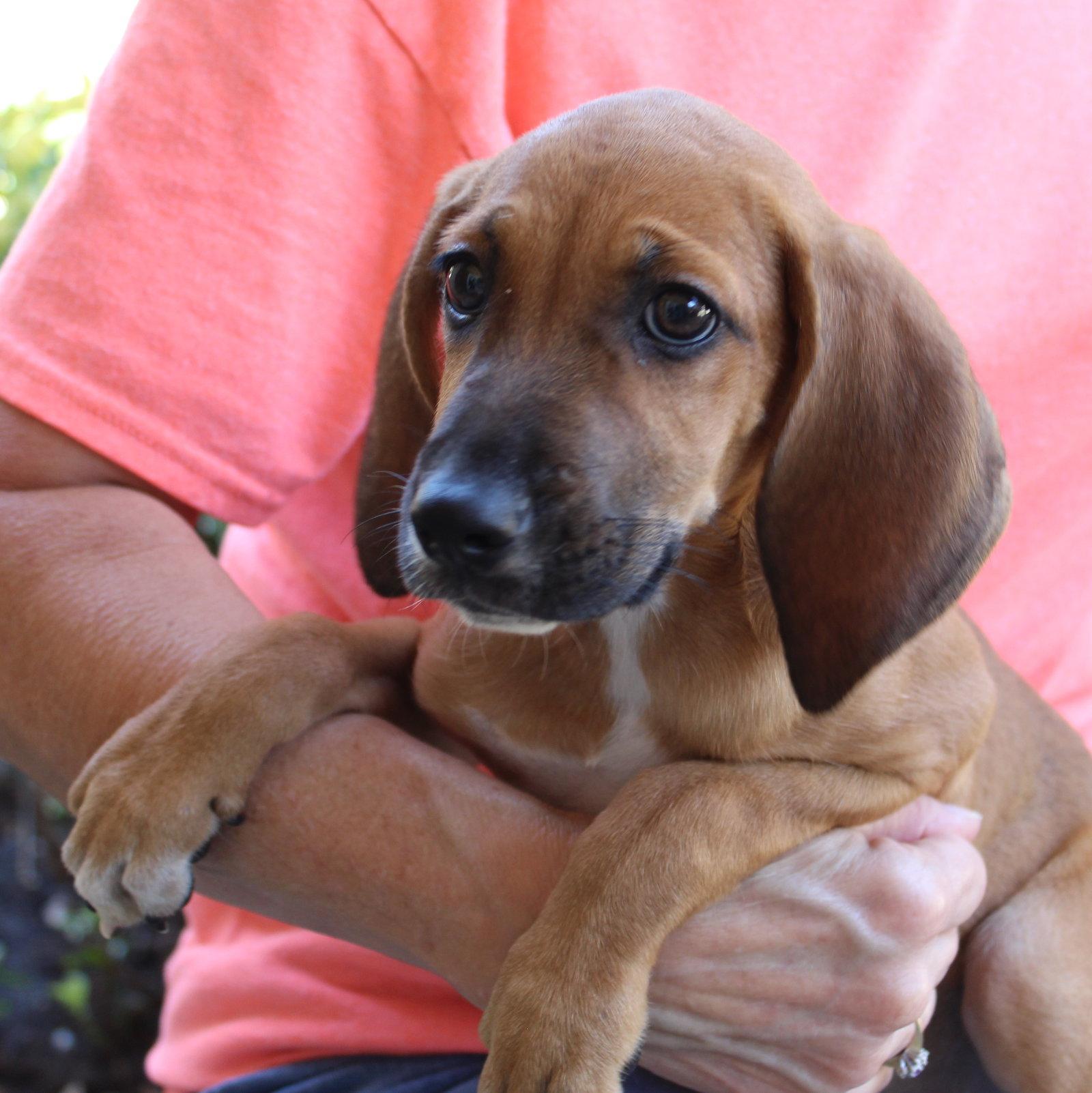 Jade 44209, Adoptable, Puppy Female Treeing Walker Coonhound.