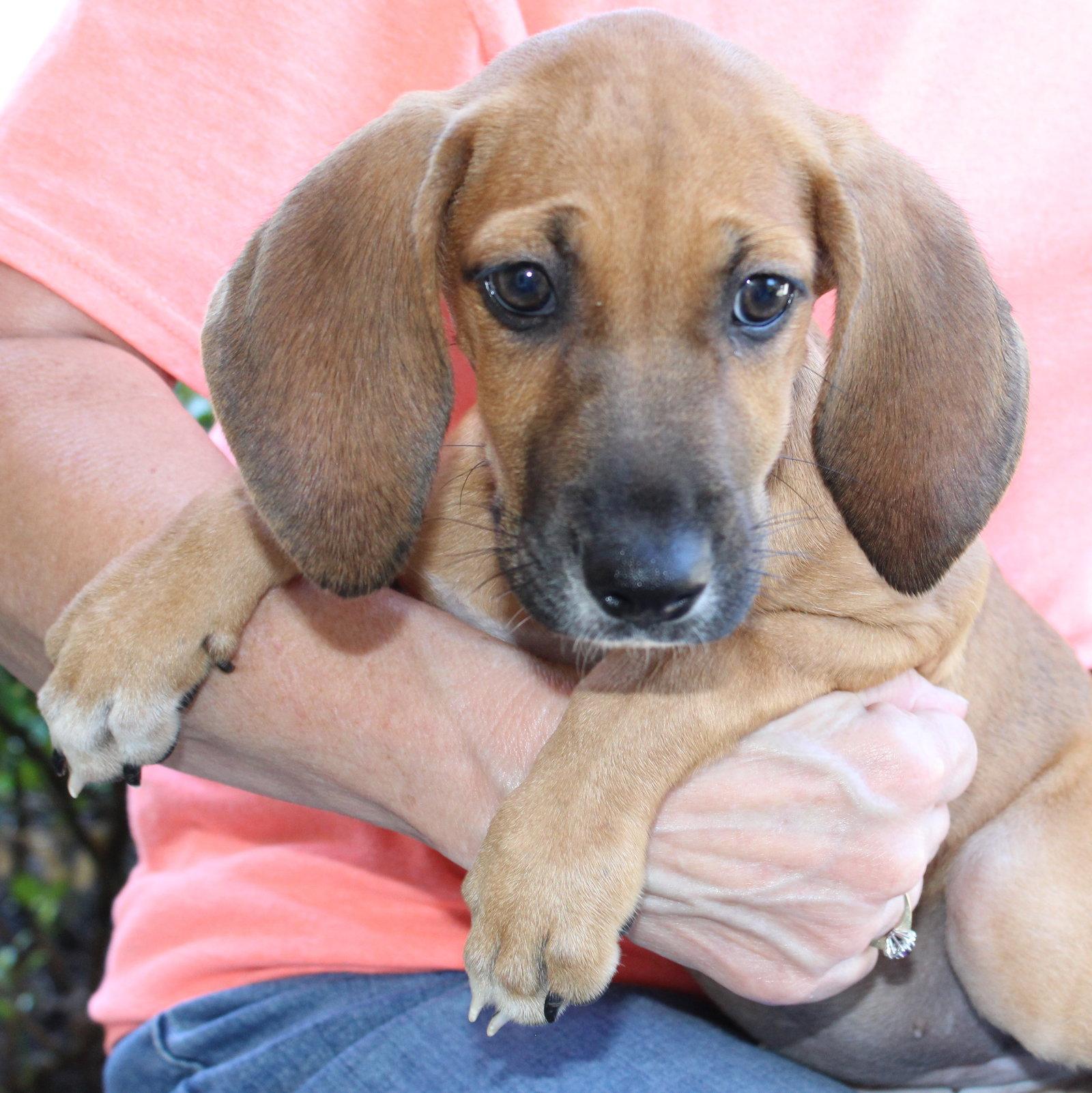 Enlarge Jade 44209, a Adoptable Treeing Walker Coonhound in Prattville, AL image 2/3