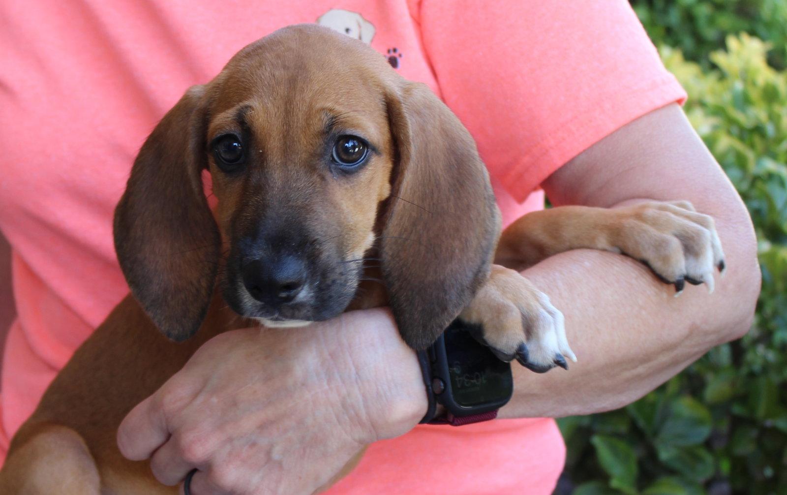 Enlarge Jade 44209, a Adoptable Treeing Walker Coonhound in Prattville, AL image 3/3