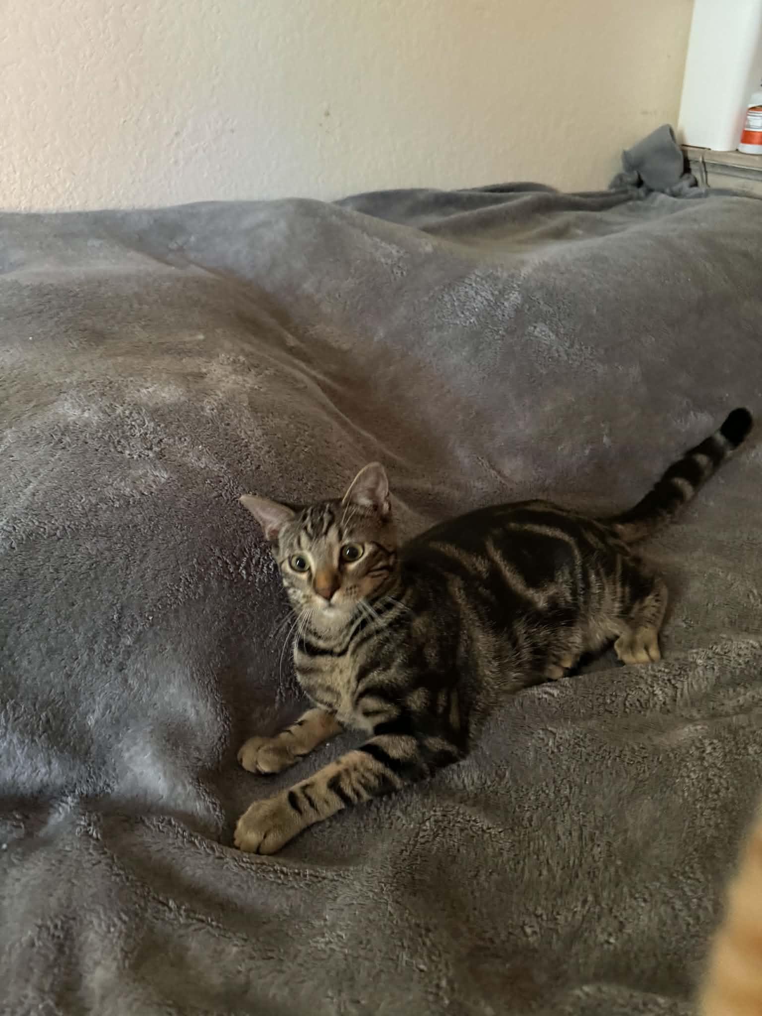 Enlarge Cookie, a Adoptable Domestic Short Hair in Mansfield, TX image 3/3